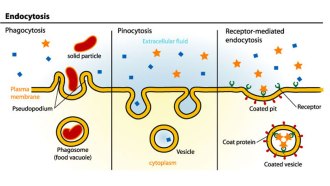 endocytosis diagram