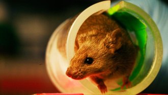 Watching how mice behave after exposure to certain chemicals could help scientists learn how those chemicals might affect people.