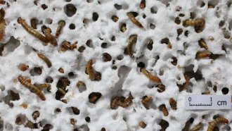 mealworms styrofoam