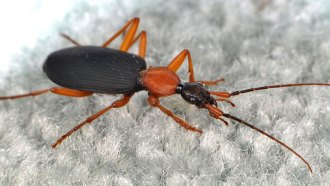 false bombardier beetle