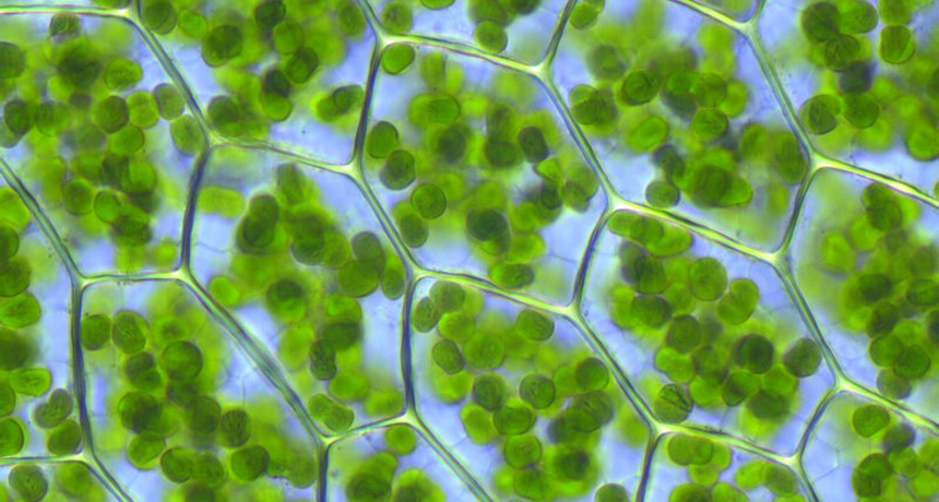 chloroplasts