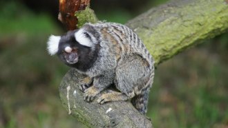 marmoset