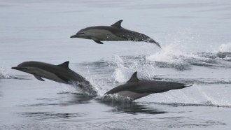 dolphin pod