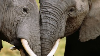 Tens of thousands of elephants in Africa have been killed for their ivory tusks. A new study uses DNA from those tusks to trace elephant poaching to two main hot spots.