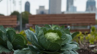 urban cabbage