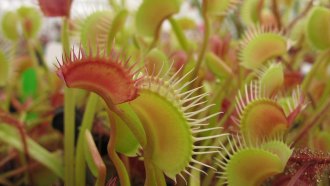 Venus flytrap