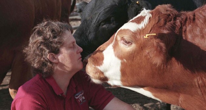 A photo of Temple Grandin with her face close to a brown and white cow's face