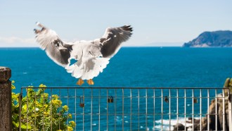 gull escape