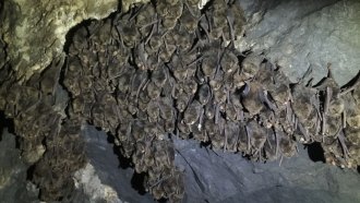 Hibernating bats