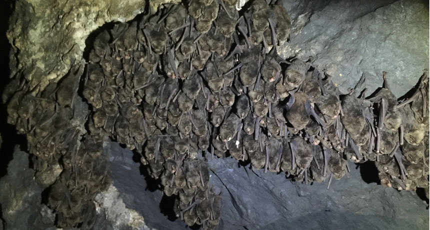 Hibernating bats
