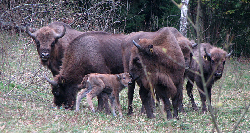 bison