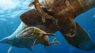Mosasaurs, like those depicted here, may have given birth to their young while out at sea.