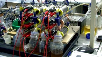 pee powered fuel cells