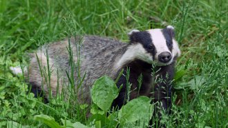 badger