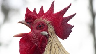 Crowing first at dawn could be the privilege of rank in the pecking order of the rooster world.