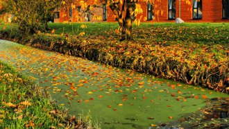 Scientists Say: Eutrophication. When too much plant food goes bad.