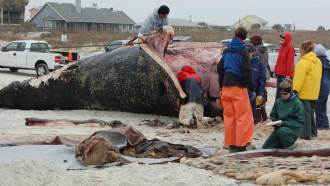 This photo shows scientists performing a necropsy — an investigation to determine the cause of death — on a beached whale.