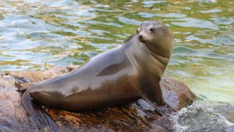 sea lion