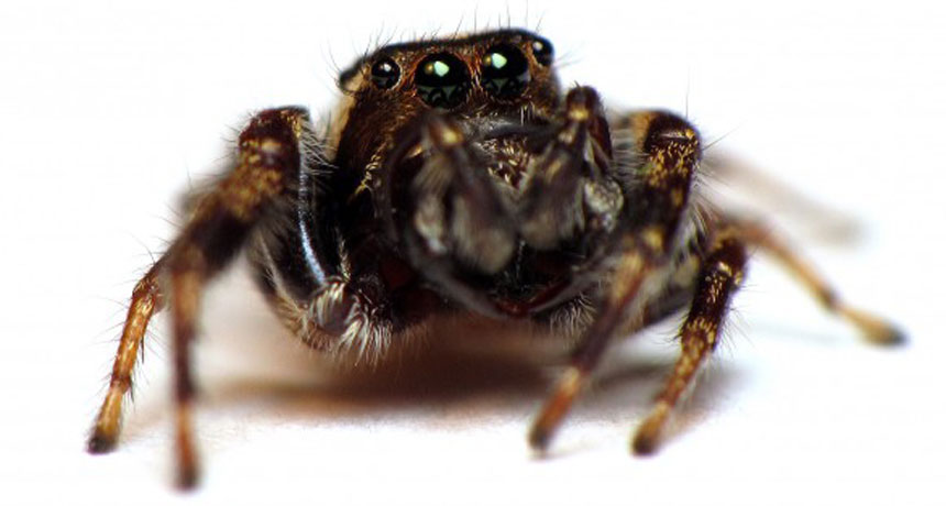 Insecticide can change a spider's personality