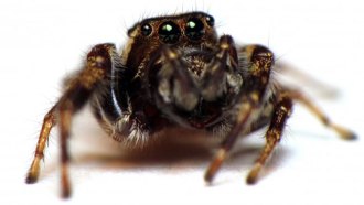 Insecticides can affect a spider’s personality. That could be good news for its prey.
