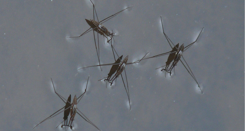 water striders
