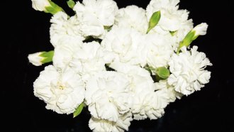 white carnations