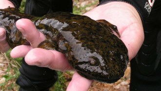 hellbender