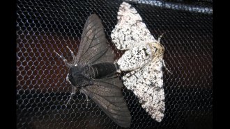 peppered moth
