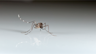 Some people may be genetically programmed to attract hungry mosquitoes.
