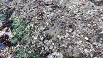 oyster bed