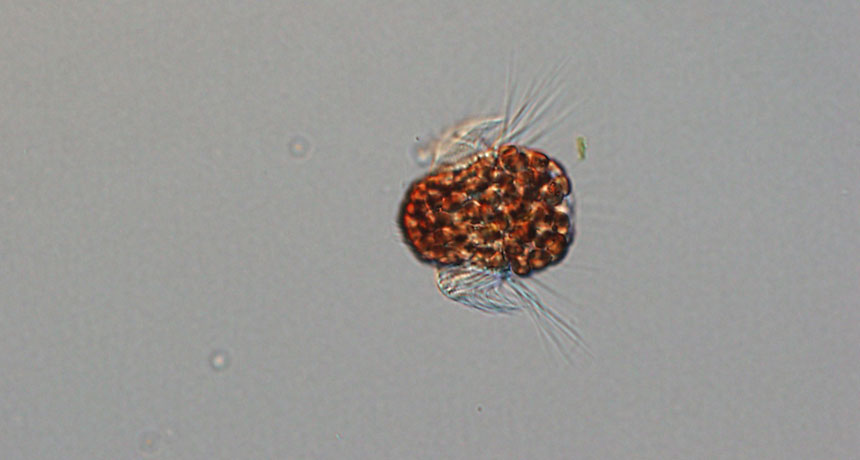 Plankton Rods Scientists identify plankton from space