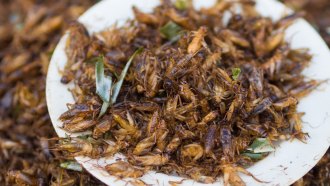 plate of crickets