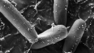 bacteria nanoparticles