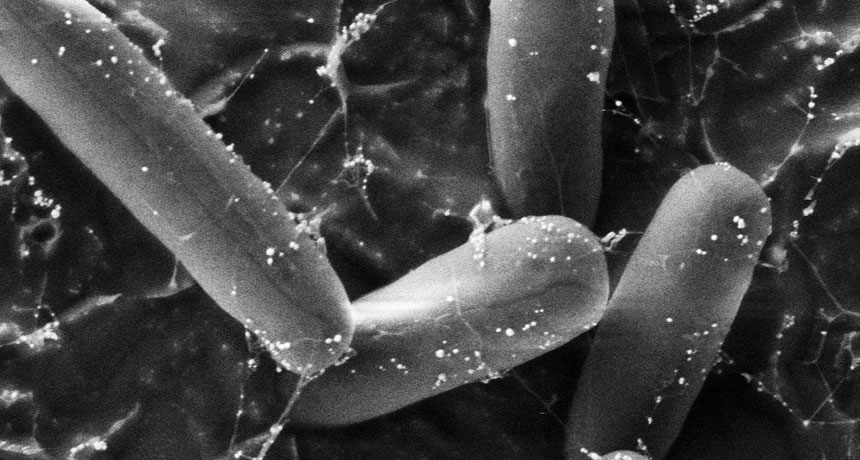 bacteria nanoparticles