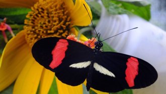 butterfly gene