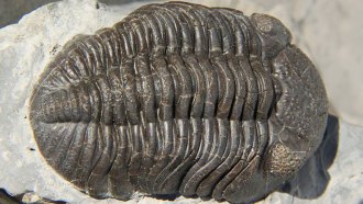 trilobite