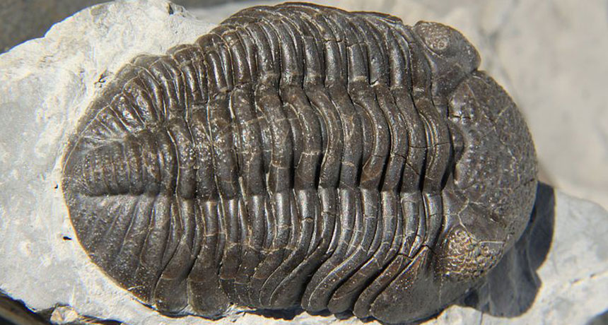 trilobite