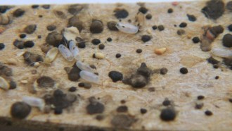 A mix of bed bug eggs and fecal droppings (dark blotches).