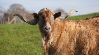 Tennesee Myotonic goat