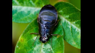 leaf cockroach
