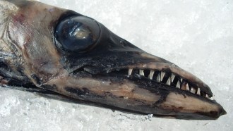 This odd fish is a black scabbardfish (Aphanopus carbo). It is one of several deep-water species with health problems that may be related to pollution.
