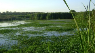 wetland