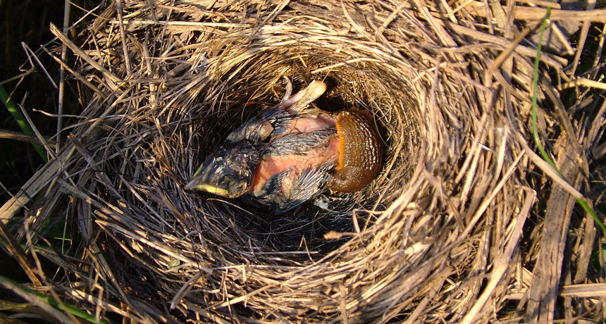 garden birds eating slugs
