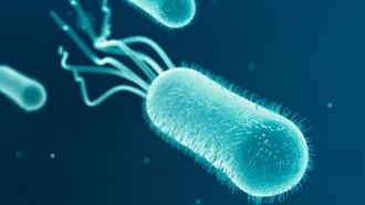 E. coli, illustrated here, use their tail-like flagella to swim. A new study reveals that bacteria’s synchronized swimming can eliminate a liquid’s resistance to flow.