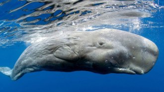 sperm whale
