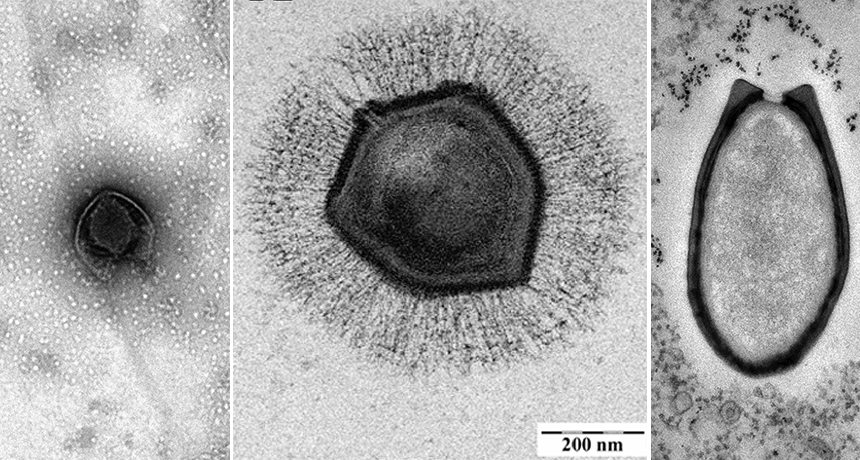 Analyze This: These viruses are behemoths