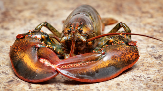 860_CCC8_American_lobster_main.png