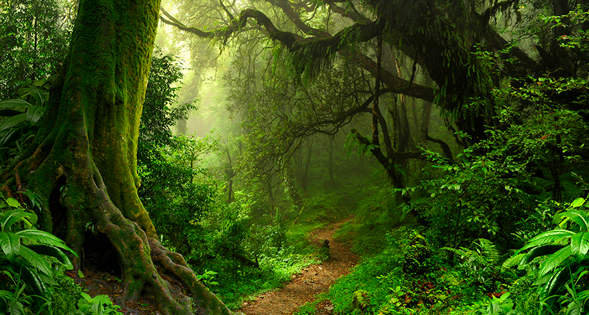 greek plants Sarada's™ Greek Mountain Tea