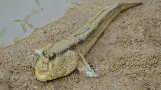860_Giant_Mudskipper_(Periophthalmodon_schlosseri)_(15184970133).png