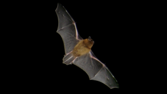 860_ISEF19_bat_citizen_science.png
